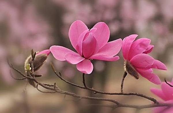 清明，獻(xiàn)給您一束辛夷花